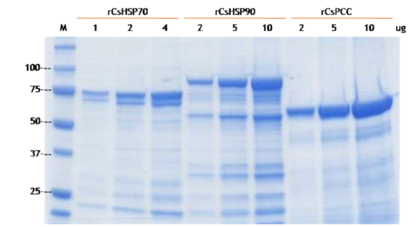 The expression of recombinant CsHSP70, CsHSP90 and CsPCC