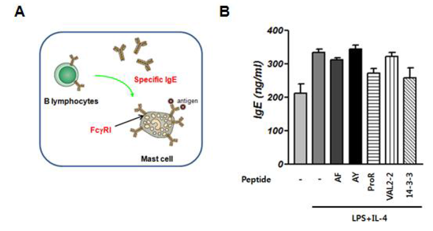 간흡충 유래 합성peptide가 B lymphocyte의 lgE 생성에 미치는 영향