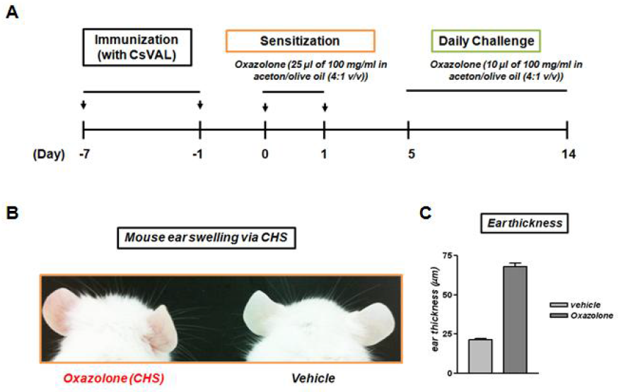 Oxazolone-induced CHS 마우스 모델 유발 조건 및 피부 홍반 및 귀부종 확인