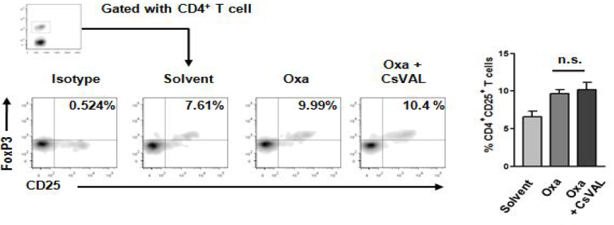 Oxazolone-induced CHS 동물 모델에서 CsVAL 면역화에 따른 CD4+CD25+FoxP3+ regulatory T cell 활성화에 미치는 영향 분석