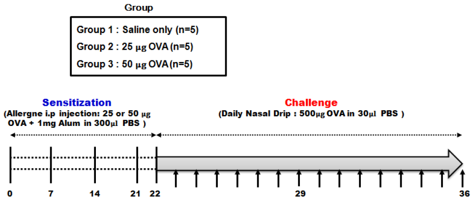 Ovalbumin을 이용한 알레르기성 비염 마우스 모델 유발 조건 및 실험 일정