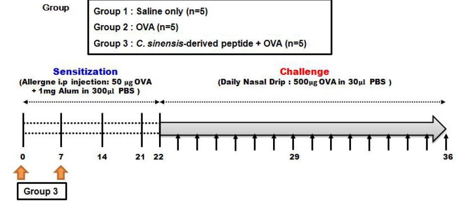 Ovalbumin을 이용한 알레르기성 비염 마우스 모델에서 간흡충 유래 합성 peptide의 면역화에 따른 알레르기성 비염 억제 효과 평가
