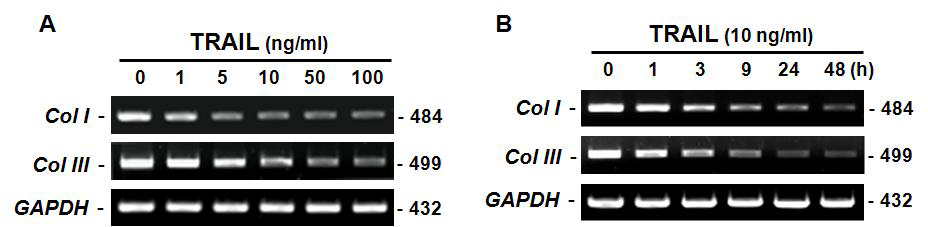 TRAIL 처리에 의한 LX-2 cell의 collagen type I, III mRNA의 변화