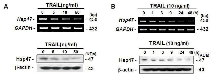 TRAIL의 농도와 시간에 따른 Hsp47의 단백질 및 mRNA 발현 변화