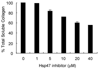 Hsp47 inhibitor 처리에 따른 콜라젠 분비 감소 효과