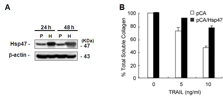 Hsp47 over-expression에 따른 콜라젠 분비의 변화