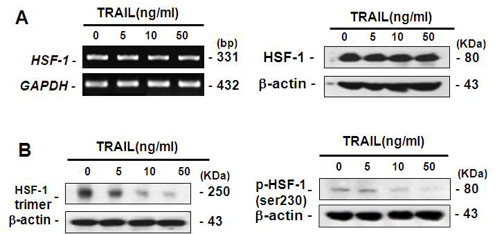 TRAIL 처리에 따른 HSF-1의 activation의 변화