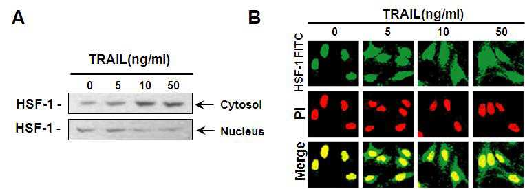TRAIL 처리에 따른 HSF-1의 translocation의 변화