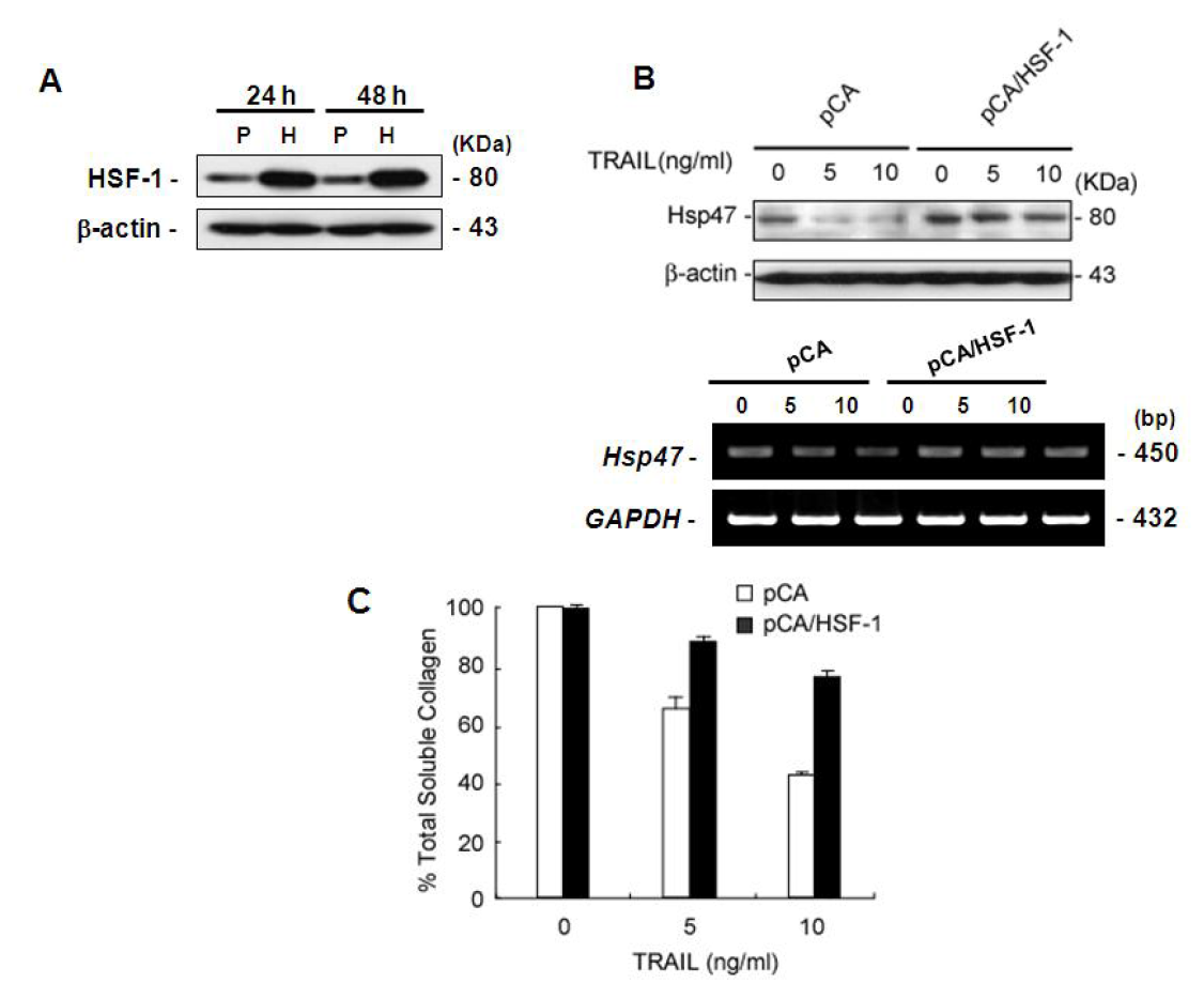 HSF-1의 over-expression에 따른 Hsp47과 콜라젠 분비의 변화