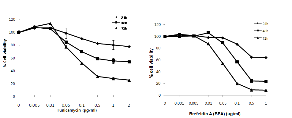 Tunicamycin과 Brefeldin A에 대한 LX-2의 세포증식 억제 효과