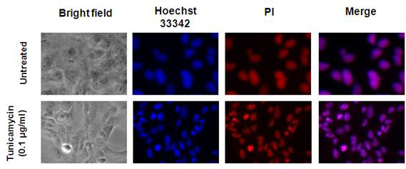 Hoechst 33342와 PI 형광 염색을 통한 세포사멸 효과 관찰