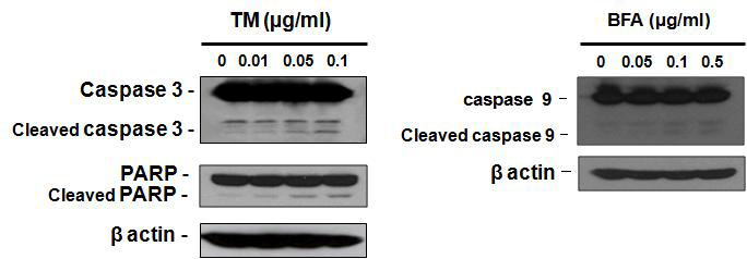 ER stress에 의해 활성화된 caspase 의존적 세포사멸