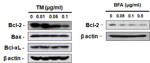 ER stress에 의한 Bcl-2 family proteins의 발현 변화