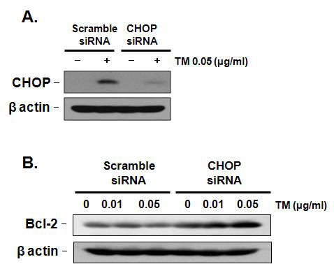 CHOP의 조절에 의한 Bcl-2 단백질의 발현 변화