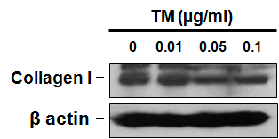 ER stress에 의한 collagen type I 단백질 발현 감소