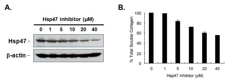 Hsp47 inhibitor 처리에 따른 Hsp47의 감소 및 콜라젠 분비 감소효과