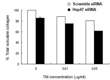 Hsp47 siRNA를 이용한 Hsp47 발현 억제시 콜라젠 분비량의 변화