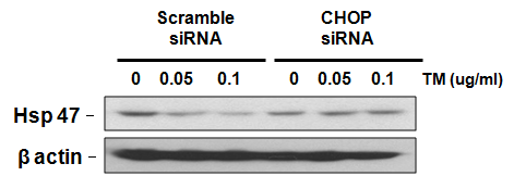 CHOP siRNA를 이용한 발현 억제시 Hsp47 단백질의 발현 변화