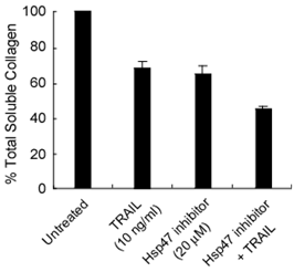 TRAIL과 Hsp47 inhibitor 복합제제에 의한 콜라젠 분비 변화