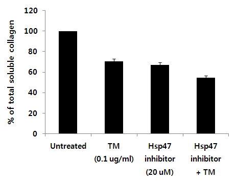 Tunicamycin과 Hsp47 inhibitor 복합처리에 의한 콜라젠 분비 변화