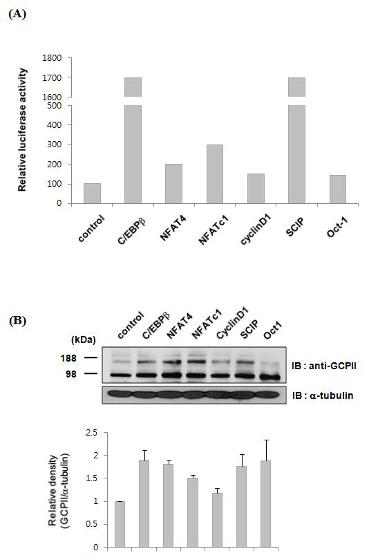 GCPII 발현에 영향을 주는 transcription factor 확인 (A) Luciferase assay를 이용하여 transcription factor screening (B) western blotting을 이용하여 GCPII 단백질 발현변화 확인