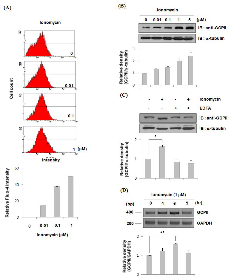 Ionomycin에 의한 calcium농도 변화에 따른 GCPII 발현 변화