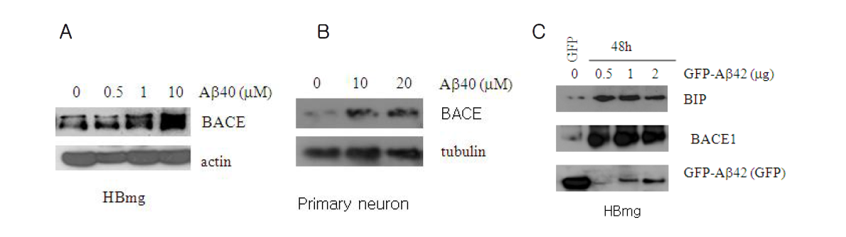 신경세포에서 Abeta처리에 의한 BIP 및 BACE 발현 분석