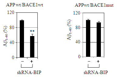 BIP 발현억제에 따른 Aβ1-40의 생성양 변화 조사