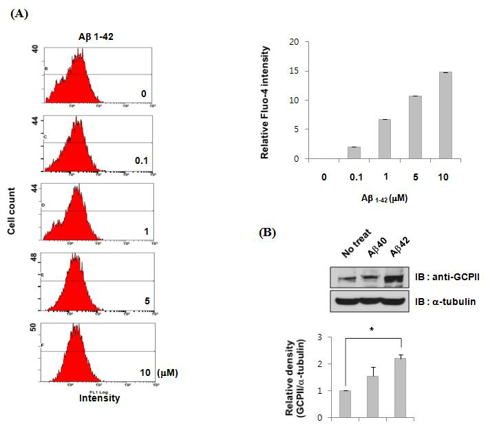 Aβ에 의한 calcium농도 변화에 따른 GCPII 발현 변화 (A) FACS를 이용하여 Aβ에 의한 세포내 calcium농도 변화 확인 (B) western blotting을 이용하여 Aβ에 의한 GCPII 단백질 발현변화 확인