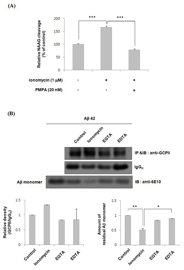 Ionomycin에 의한 GCPII의 효소활성 변화 (A) NAAG assay를 이용하여 ionomycin에 의하여 증가된 GCPII의 enzyme activity 측정 (B) Immuno precipitation을 이용하여 ionomycin에 의하여 증가된 GCPII 단백질의 Aβ 분해능 변화 확인