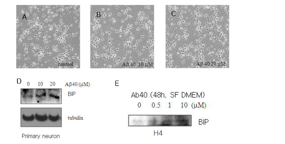 마우스일차신경세포와 신경세포주(H4)에서 Abeta처리에 의한 BIP발현 분석