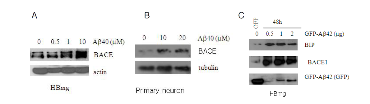 신경세포에서 Abeta처리에 의한 BIP 및 BACE 발현 분석