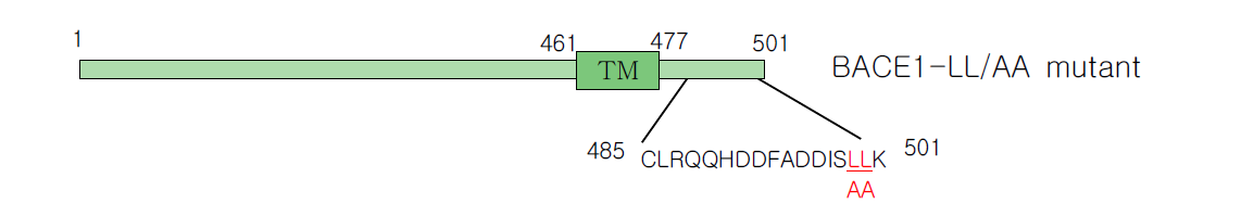 재조합 BACE1의 모식도