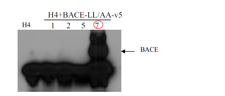 BACE-mutant(HBLA) 과발현 세포주 제작