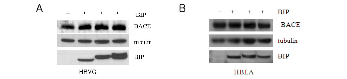 BACE-mutant 과발현 세포주에서의 BIP영향 조사