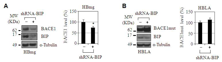 BIP 발현억제에 따른 BACE1 발현 변화 조사