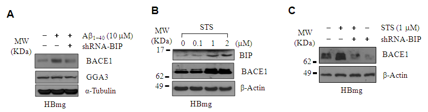 Aβ 및 STS에 의한 BACE1 증가에 대한 BIP 관련성 분석