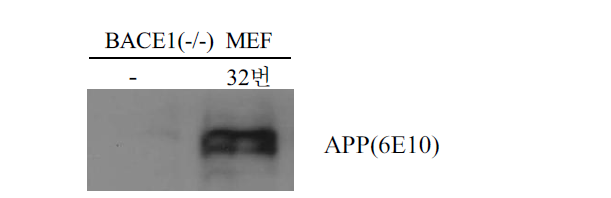 BACE(-/-) MEF cell에서 APP과발현 세포주 제작
