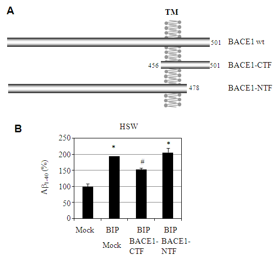 BACE1 C-말단 절편에의한 아밀로이드 억제 분석