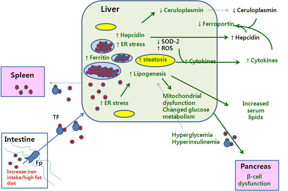 Proposed mechanism explaining iron induced insulin resistance and metabolic alterations