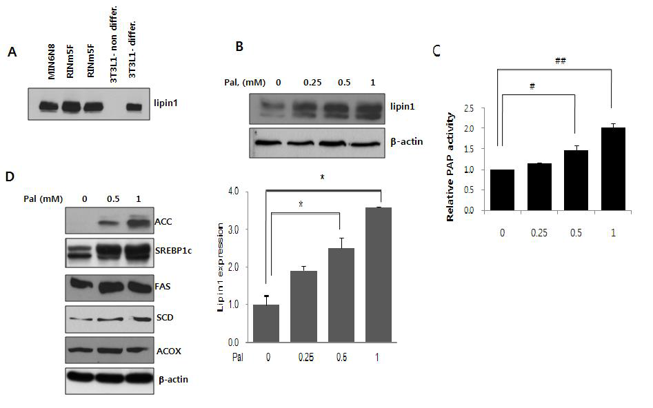 지방산 처리에 의한 췌장세포 Lipin 발현변화