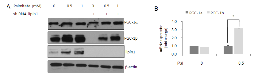 Lipin1 발현수준에 따른 PGC-1b 발현