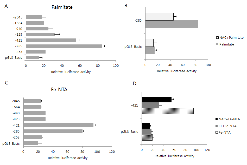 Palmitate, Fe 처리와 lipin1 promoter activity