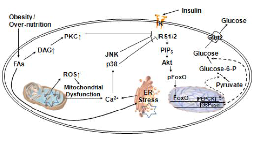 Hepatic insulin resistance, mitochondrial dysfunction and ER stress response