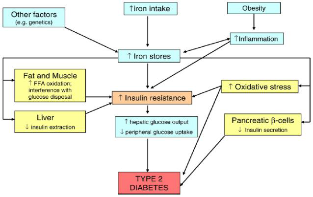 철분대사와 인슐린저항증, 당뇨병