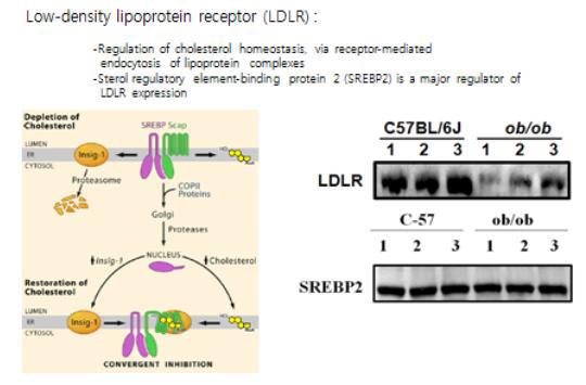 Low density lipoprotein(LDLR) 발현변화와 비만, 당뇨병과의 상관관계