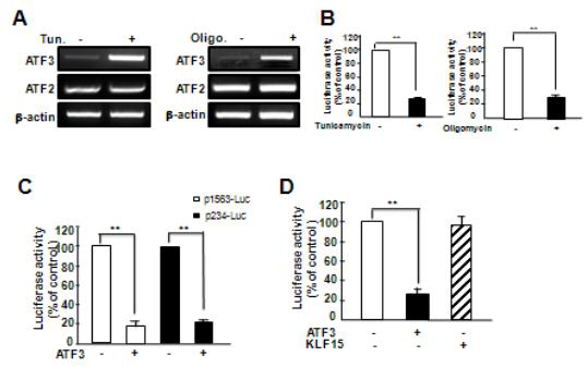 ATF3 responsible for the repression of LDLR expression