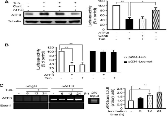 ATF3 binding sites of LDLR promoter