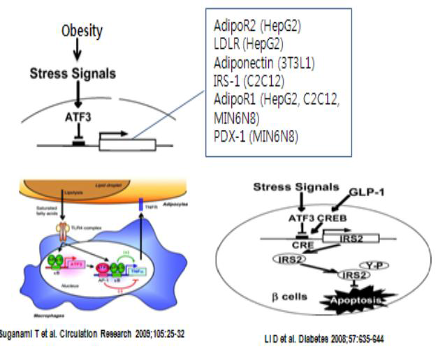 ATF3in the pathogenesis of obesity-induced insulin resistance