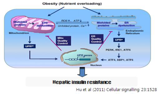 Obesity: Mt and ER quality control